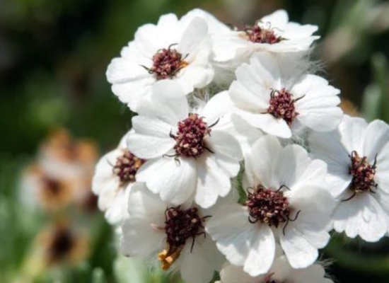 House of Demeter_Website Background